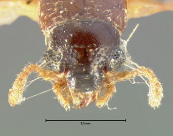 Media type: image;   Entomology 6549 Aspect: head dorsal view